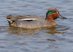 Teal 1
