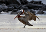 Brown Pelican2