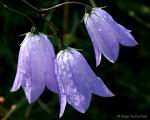 Harebell (04)