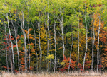 Transition