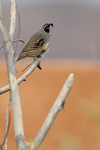 Gambel's Quail (male) perched in tree, Bosque del Apache, New Mexico
