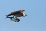 Osprey with Greenback 3