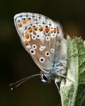 Brown Argus