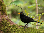 Blackbird
