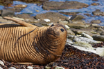 Female Elephant Seal