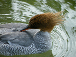 Goosander