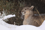 Puma Petaca in sheltered spot away from snow, Torres del Paine, Chile