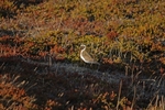 Golden Plover
