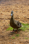 Mallard Duck - DSC_5847