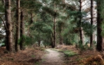 Rendlesham Forest_Suffolk