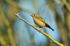 Goldcrest