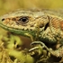 Common Lizard
