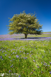 Blue Is The Colour