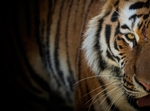 Amur Tiger -RLP_9847c