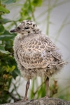 Gull Chick 105-5102