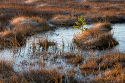 Freshwater portfolio