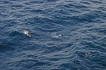 Common Dolphin