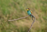 European Bee-eater