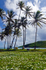 Flowers amongst the boats, Spring Bay, Bequia