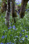 The Woodland Floor