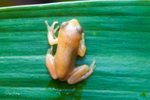 15 Tiny Golden Frog on leaf 2