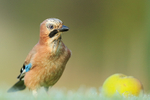 Jay eyes some food, Worcestershire