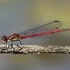 Large Red Damselfly (Pyrrhosoma nymphula)