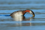 Red-necked Grebe diving, Farmoor Reservoir