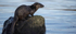 OTTER, ISLE OF MULL, SCOTLAND