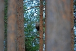 White-tailed Eagle