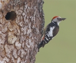 Middle Spotted Woodpecker