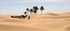 Douz Sahara Desert group of camels