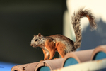 Variegated Squirrel, Heredia, Costa Rica