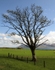 Skipness Chapel Tree_5890