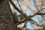 Grey Squirrel