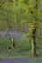 Kinclaven woods 04