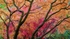 Autumn 7 Queenswood Oct Acers  Maples4831