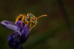Nomada goodeniana (f)