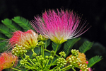 Silk Tree