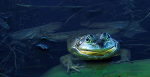 FROG- LONG POINT MARSH