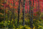 Marsh Maples