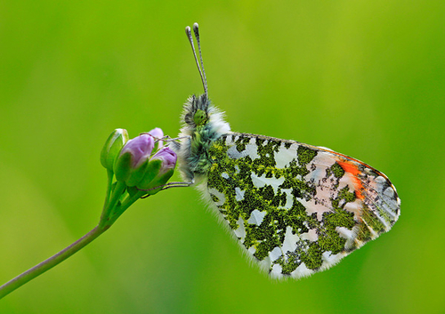 [align=center]Male Orange Tip Butterfly, Saddleworth, England[/align]
