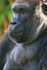 Gorilla   _AN020