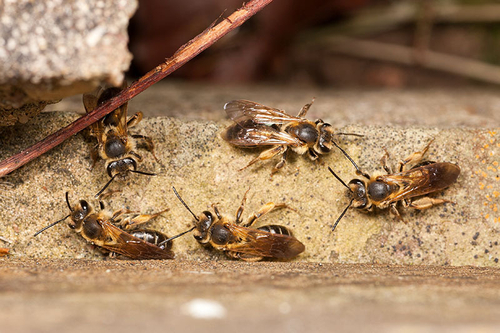 A group of Andrena bucephala females, Warwickshire, May 2012. I think these are newly-emerged individuals.
This i…