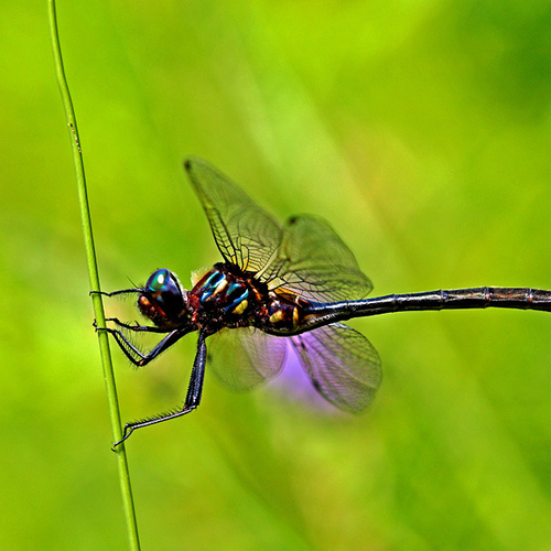 A female clamp-tipped emerald
