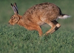 Brown Hare