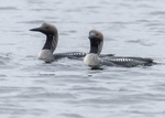 Black-throated Divers