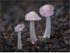 Mycena rosea