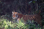 Tigress