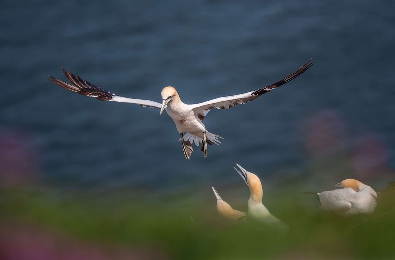 Gannet - Bempton Cliffs